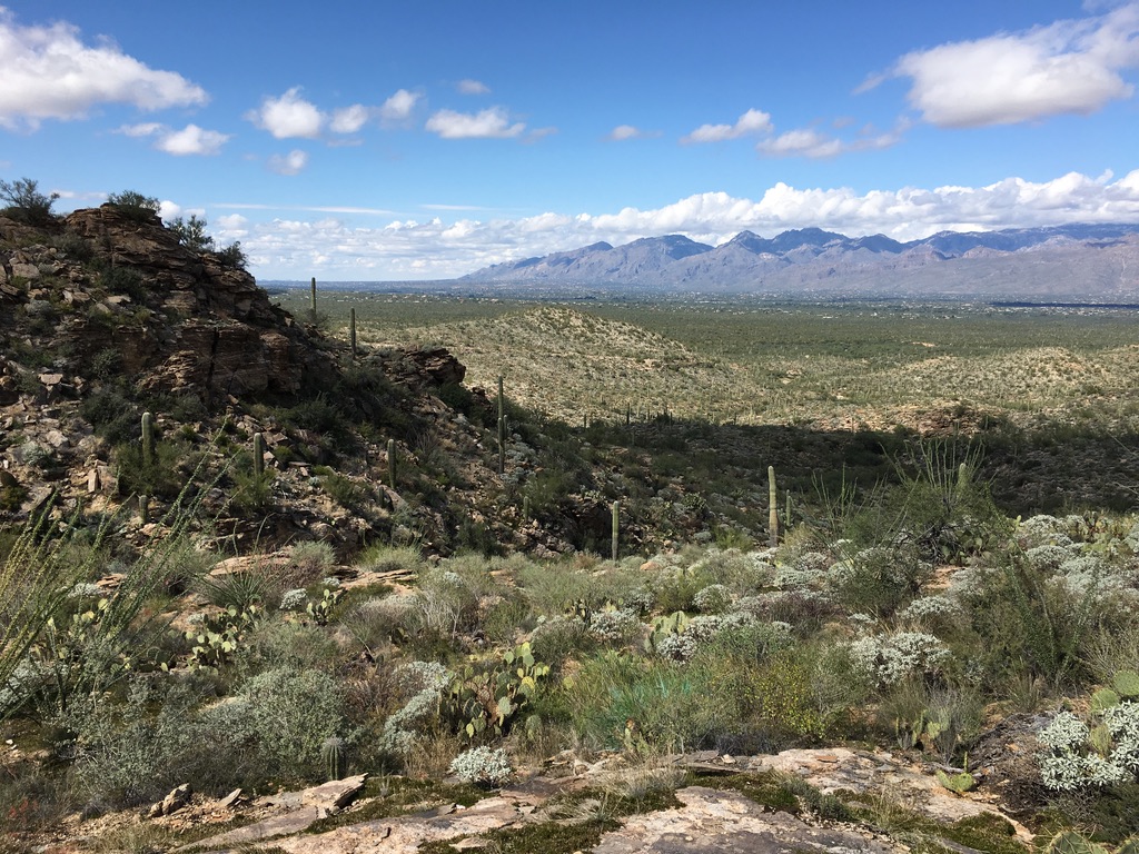 A view of the low hills of the Rincon Mountain District of Saguaro National Park, with Tucson in the distance.